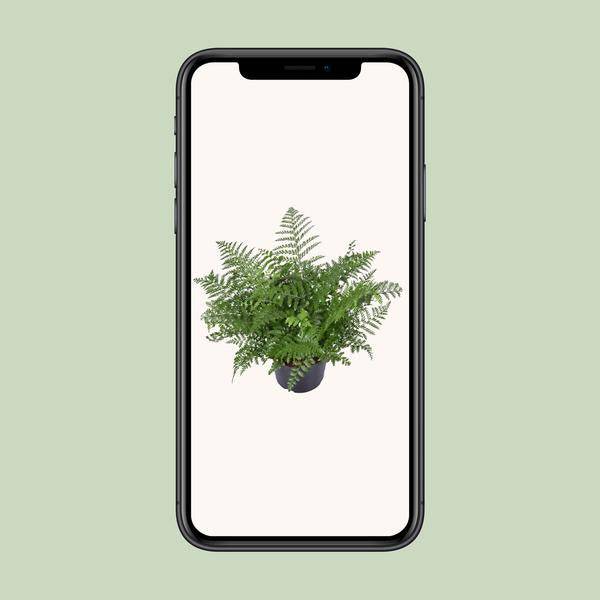 Nestfarn - Asplenium Parvati - Zimmerpflanze - Ø23cm - ↕55cm