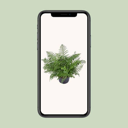 Nestfarn - Asplenium Parvati - Zimmerpflanze - Ø23cm - ↕55cm