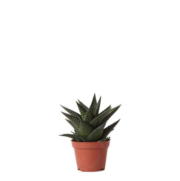 Grüne Pflanze - Sukkulente Haworthia Limifolia - Blumenerde Ø6cm - grüne Zimmerpflanze - frisch aus der Gärtnerei - Oasis of Life