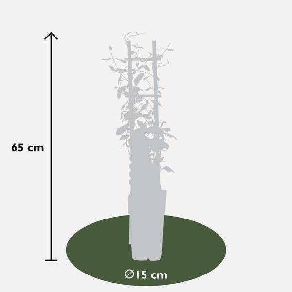 Sternjasmin Trachelospermum – Duftende Kletterpflanzen-Mischung – 3er-Set – ca. 65cm hoch im Ø15cm – Immergrün & winterhart – Für Garten, Terrasse & Balkon