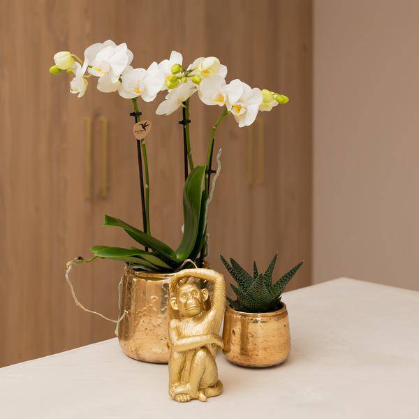 weiße Phalaenopsis-Orchidee - Amabilis - Topfgröße Ø9cm | blühende Zimmerpflanze - frisch vom Züchter - Oasis of Life