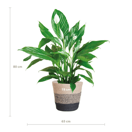 Spathiphyllum mit Korb Lissabon Schwarz - 80cm - Ø21 - Oasis of Life