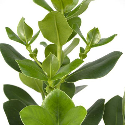 Balsamapfel - Clusia Rosea Princess - Zimmerpflanze - Ø17cm - ↕60cm