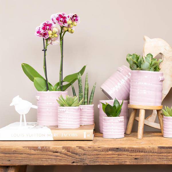 Kolibri Orchids | Rosa lilac Phalaenopsis Orchid - El Salvador - Topfgröße Ø9cm | blühende Zimmerpflanze - frisch vom Züchter - Oasis of Life