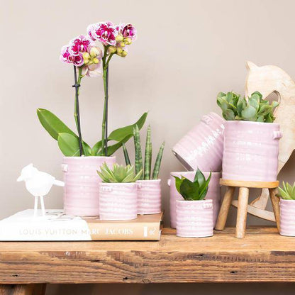 Kolibri Orchids | Rosa lilac Phalaenopsis Orchid - El Salvador - Topfgröße Ø9cm | blühende Zimmerpflanze - frisch vom Züchter - Oasis of Life