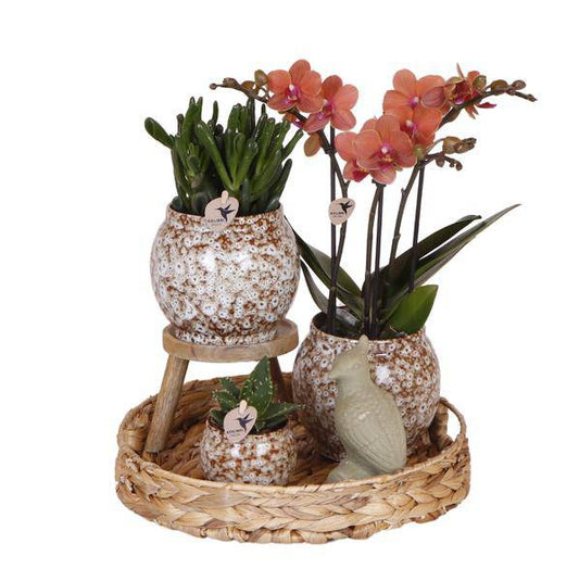 Geschenkset „Untamed Nature“ – Phalaenopsis Orchidee Rot & Sukkulenten – Inkl. 3 Keramik-Ziertöpfe – Pflanzenset mit Dekotieren – Perfekt als Geschenk & Deko-Highlight 
