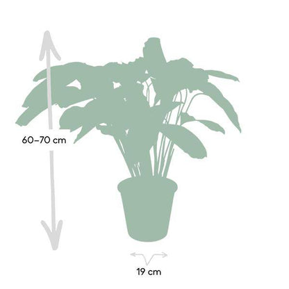 Calathea Flamestar - Pfauenpflanze - Ø19cm - ↕75cm 