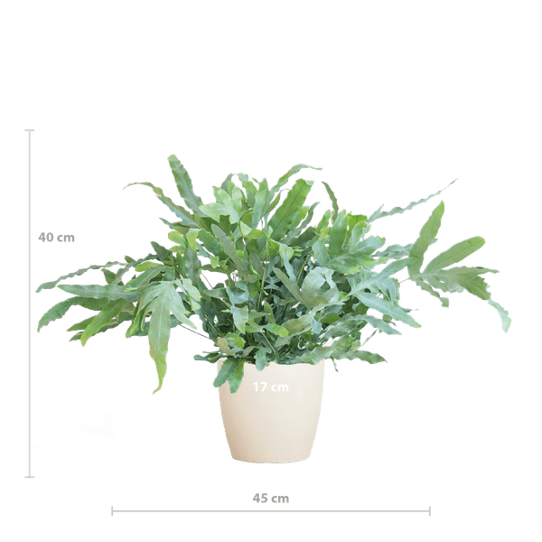Phlebodium Aureum 'Blue Star' - Blauer Tüpfelfarn - Zimmerpflanze + Topf Viber Weiß - ↕40cm - Ø17cm