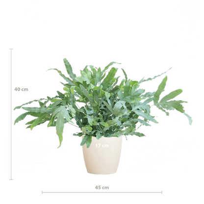 Phlebodium Aureum 'Blue Star' - Blauer Tüpfelfarn - Zimmerpflanze + Topf Viber Weiß - ↕40cm - Ø17cm