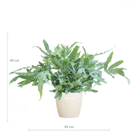 Phlebodium Aureum 'Blue Star' – Blauer Tüpfelfarn – Zimmerpflanze + Topf Viber Weiß – Ø17 cm – Höhe 40 cm – Graublaue Blätter – Biologisch Abbaubarer Topf – Pflegeleicht & Dekorativ 