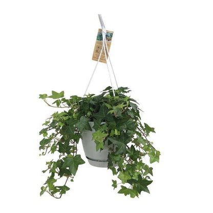 Hedera Helix Grün - Gemeiner Efeu - Hängetopf Basic - Zimmerpflanze - Ø17cm
