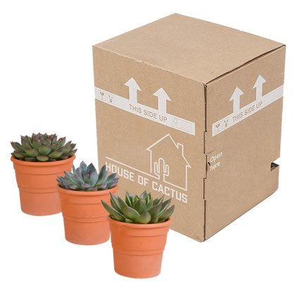 Steinrose - Echeveria - Mix  10,5 cm - 3 Stück - Zimmerpflanze - im Terrakotta-Topf