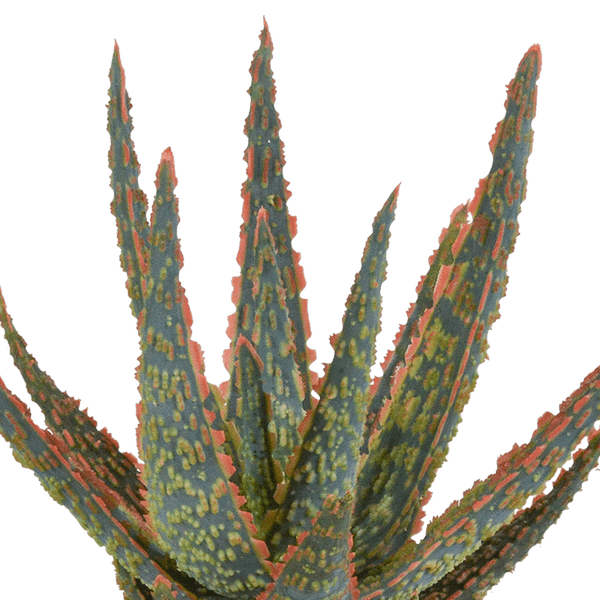 Sukkulente - Aloe Zebrina Dannyz - 10,5cm - Zimmerpflanze - im Terrakotta-Topf 