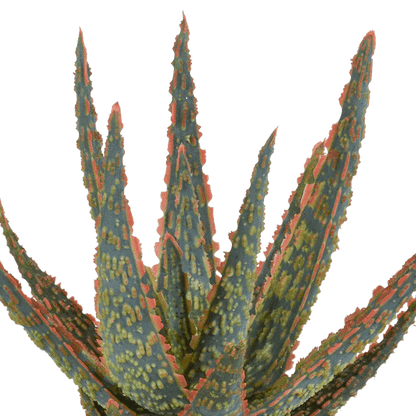 Sukkulente - Aloe Zebrina Dannyz - 10,5cm - Zimmerpflanze - im Terrakotta-Topf 