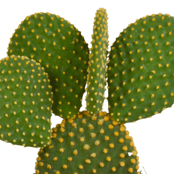 Hasenohrenkaktus - Opuntia microdasys - Zimmerpflanze - Sukkulente - 12cm