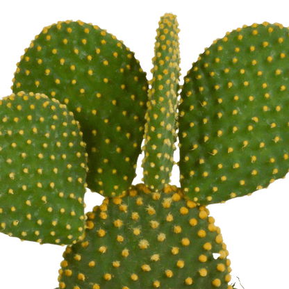 Hasenohrenkaktus - Opuntia microdasys - Zimmerpflanze - Sukkulente - 12cm