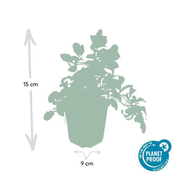 Kriechender Günsel – Ajuga reptans – ↕10-25cm – Ø9cm – 12 Pflanzen – Blühender Bodendecker für Halbschatten & Schatten – Bienenfreundlich 
