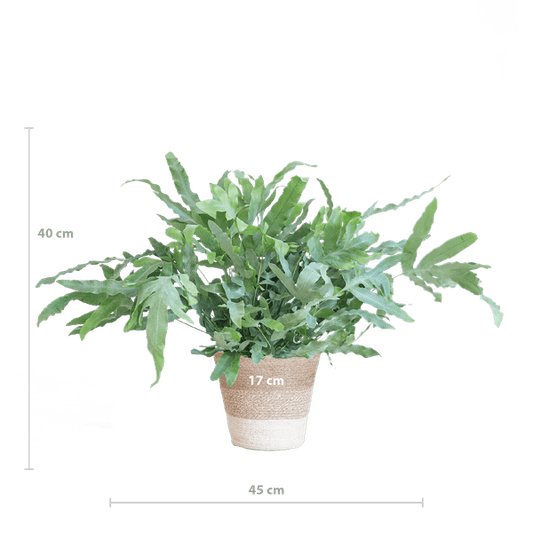 Phlebodium Aureum 'Blue Star' – Blauer Tüpfelfarn – Zimmerpflanze + Korb Lissabon Weiß – Ø17 cm – Höhe 40 cm – Graublaue Blätter – Nachhaltiger Jutekorb – Pflegeleicht & stilvoll 
