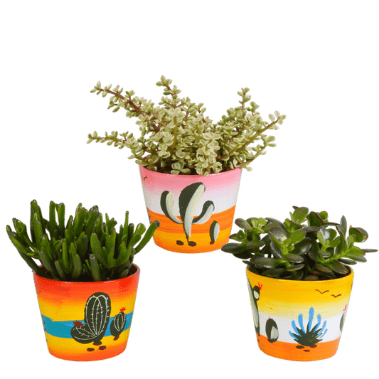 Dickblatt - Crassula - Mix 10,5 cm - 3 Stück - Zimmerpflanze - im Mexicaanse-Topf 