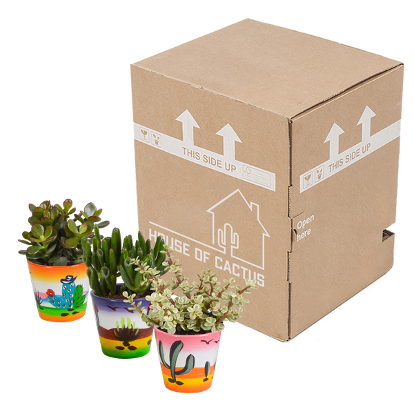 Dickblatt - Crassula - Mix 8,5 cm - 3 Stück - Zimmerpflanze - im Mexicaanse-Topf