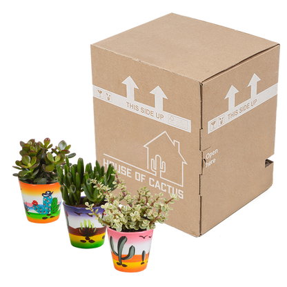 Dickblatt - Crassula - Mix 8,5 cm - 3 Stück - Zimmerpflanze - im Mexicaanse-Topf