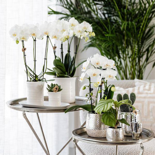 Elite silberner Topf - Topfgröße Ø9cm - Ø6cm 