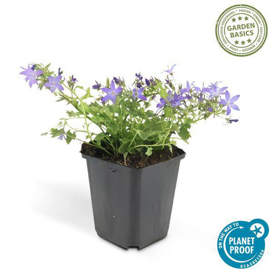 Glockenblume - Poscharskyana 'Stella' - ↕10-25cm - Ø9cm - 6 Stück