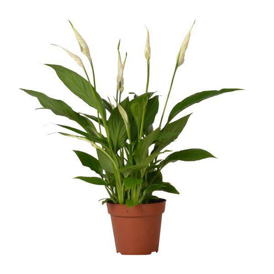 Spathiphyllum Bingo Cupido - Ø12cm - ↕45cm - Oasis of Life
