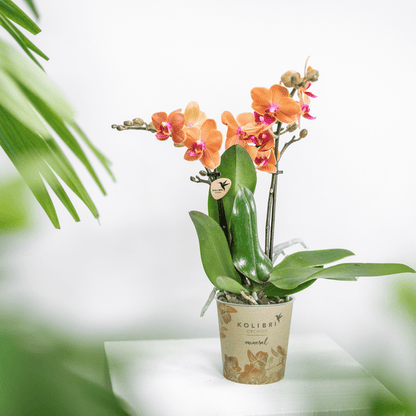 Orange Phalaenopsis Orchidee - Mineral Bolzano - Topfgröße Ø9cm | blühende Topfpflanze - frisch vom Züchter - Oasis of Life