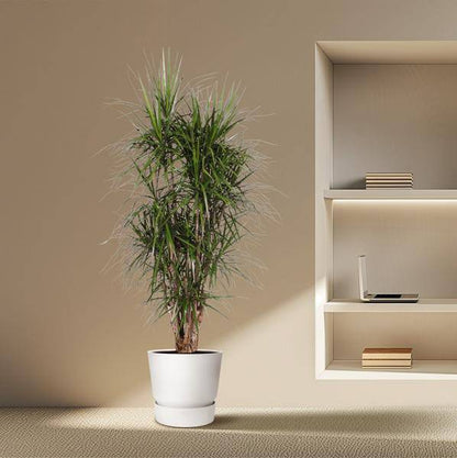 Drachenbaum - Dracaena Marginata - Zimmerpflanze - 190cm - ø35cm