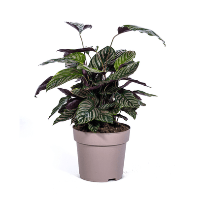 Calathea Ornata Sanderiana – Korbmarante – Zimmerpflanze Ø27cm – ↕60-80cm – Tropische Innenpflanze mit pinken Streifen – Pflegeleicht & dekorativ 