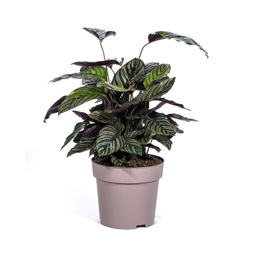 Calathea Ornata Sanderiana – Korbmarante – Zimmerpflanze Ø27cm – ↕60-80cm – Tropische Innenpflanze mit pinken Streifen – Pflegeleicht & dekorativ 
