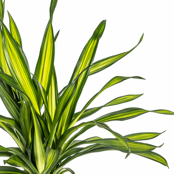 Dracaena Deremensis Rikki - Drachenbaum - Zimmerpflanze - Ø19cm - ↕70-90cm 