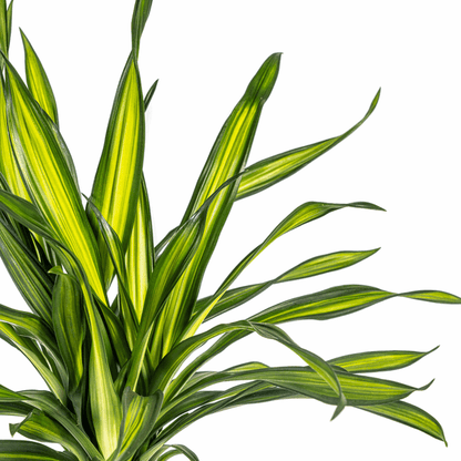 Dracaena Deremensis Rikki - Drachenbaum - Zimmerpflanze - Ø19cm - ↕70-90cm 