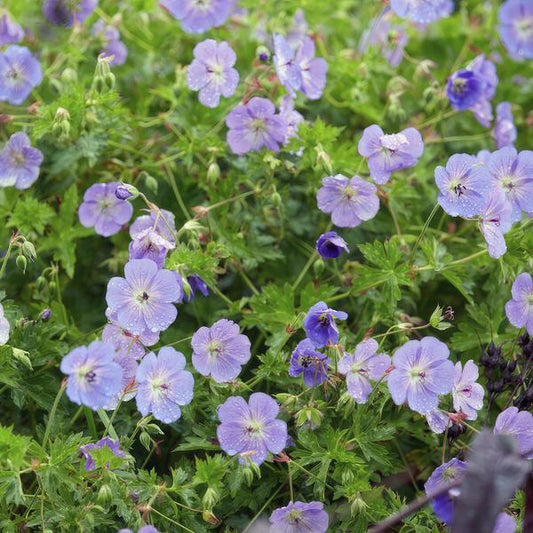 Storchschnabel Geranium Rozanne – Bodendecker & langlebige Blüherin – Ø9cm – ↕10-25cm – 20 Pflanzen – robust & pflegeleicht