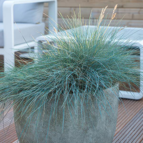 Blau-Schwingel - Festuca glauca 'Elijah Blue' - ↕10-25cm - Ø9cm - 6 Stück