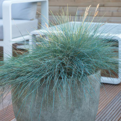 Blau-Schwingel - Festuca glauca 'Elijah Blue' - ↕10-25cm - Ø9cm - 6 Stück