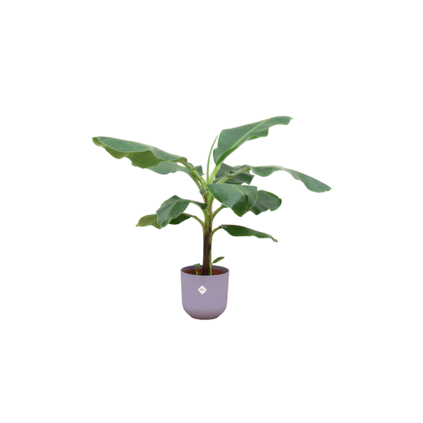 Bananenpflanze - Musa - Zimmerpflanze - Ø23cm -  ↨100cm + Topf Jazz Lila