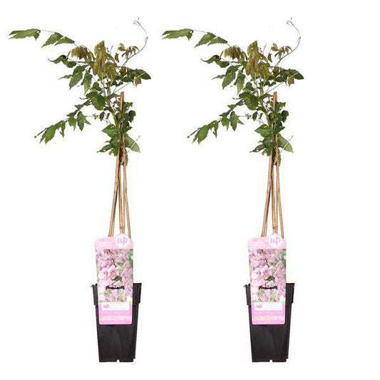 Rosa Blauregen - Wisteria floribunda 'Rosea' - ↨65cm - Ø15cm - 2 Stück
