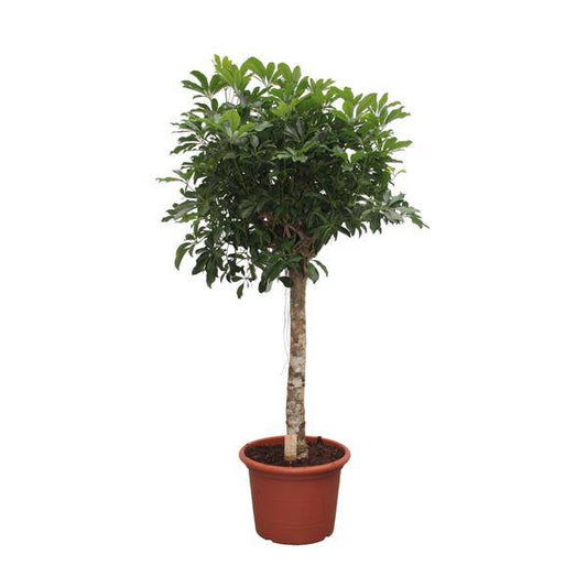 Strahlenaralie – Schefflera Arboricola Compacta – Zimmerpflanze – 180cm – Ø35cm – Tropische Grünpflanze mit großen Blättern für Wohnzimmer und Büro 