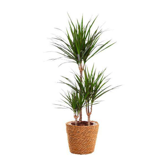 Drachenbaum - Dracaena Marginata - Zimmerpflanze - Ø21cm - ↕95cm 