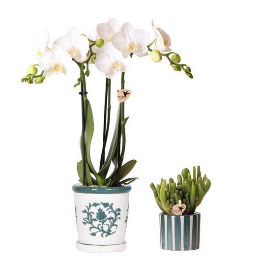 Orchidee Amabilis Weiß im Malaga-Topf Ø9cm und Sukkulente im Painted Stripe-Topf Grün Ø6cm - Pflanzenset - Zimmerpflanze