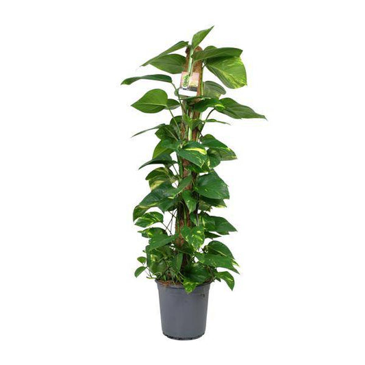 Efeutute Scindapsus Epipremnum – Zimmerpflanze – Ø24 cm Topf – Ca. 120 cm hoch – Pflegeleichte Kletterpflanze mit leuchtend grünem Laub – Ideal für Halbschatten – Fabien Pflanzen 