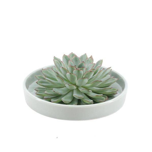 Sukkulente - Echeveria Pulidonis in Schale 'Grün' - Zimmerpflanze - Ø20cm - ↕5cm 
