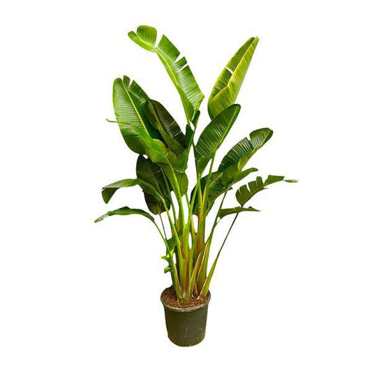 Baum-Strelitzie – Strelitzia Augusta mehrstämmig XXL – 250cm – Ø50cm – Weißer Paradiesvogel – Exotische XXL Zimmerpflanze für Wohnzimmer, Büro & Wintergarten 