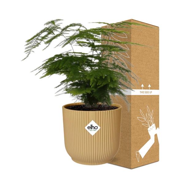 Feder-Spargel - Asparagus Setaceus 'Plumosus' - Zimmerpflanze + Topf Vibes Fold 14cm Gelb