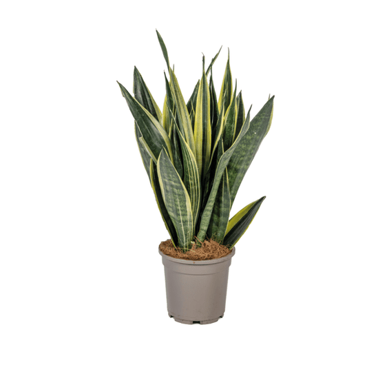 Sansevieria Trifasciata Kanarienvogel Ø17cm - ↕50-55cm - Oasis of Life