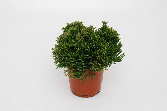 Binsenkaktus – Hatiora salicornioides – Ø12cm – ca. 15cm hoch – Exotische Zimmerpflanze mit bizarrer Struktur – Pflegeleicht & dekorativ – Für helle Standorte & moderne Wohnräume 