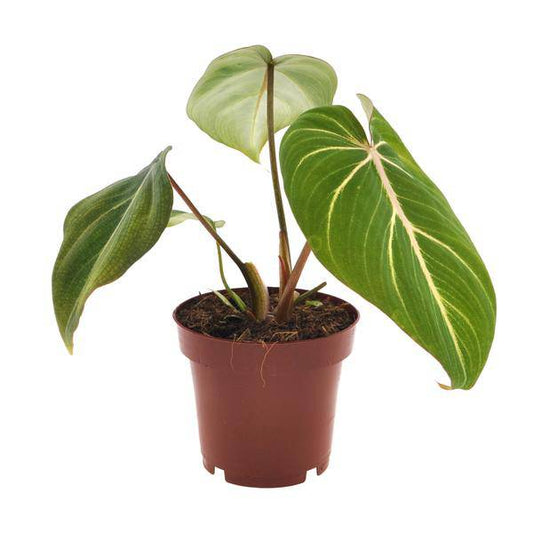 Baumfreund - Philodendron Selloum Atom - Zimmerpflanze - Ø12cm - ↕25cm