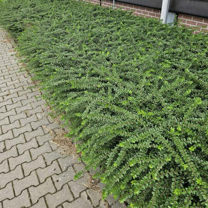 Heckenmyrthe - Lonicera nit. 'Maigrün' - ↕10-25cm - Ø9cm - 60 Stück